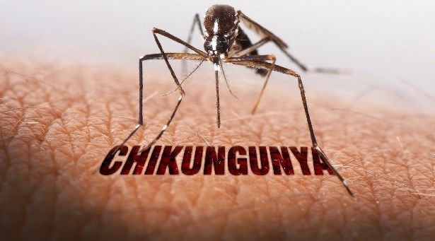 Chikungunya Disease